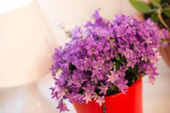 Divina Apartment *
